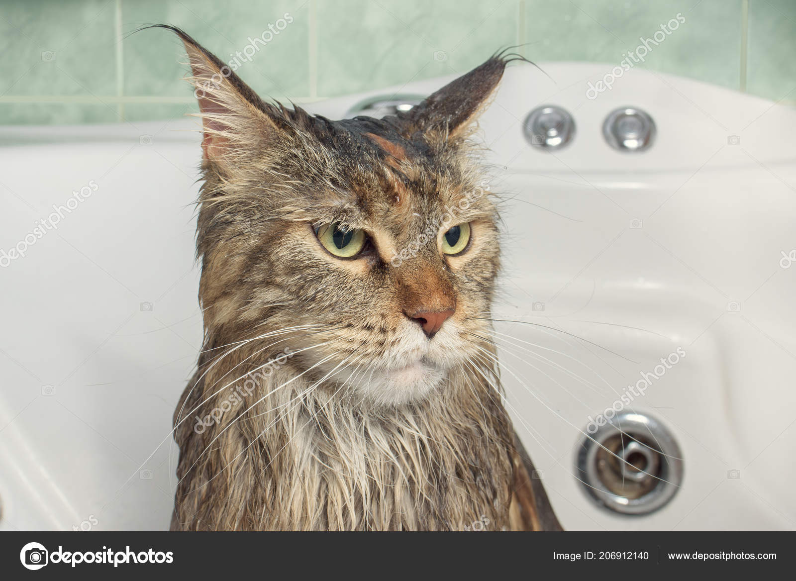 Main Coon Katze Maine Coon Katze Rasseportrait 2019 10 13