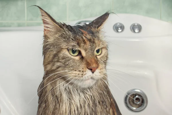 Wet cat in the bath. Funny cat. Maine Coon
