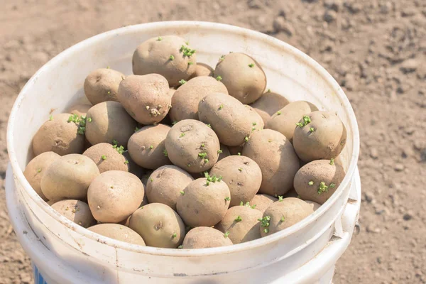 Potato tubers. Raw potatoes in a bucket