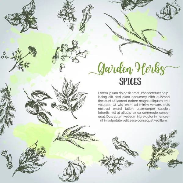 Kruiden en specerijen achtergrond. Kruid, plant, kruid hand getrokken set. Biologische tuinkruiden gravure. Botanische sketches. Knoflook, gember, kruidnagel en UI vector — Stockvector