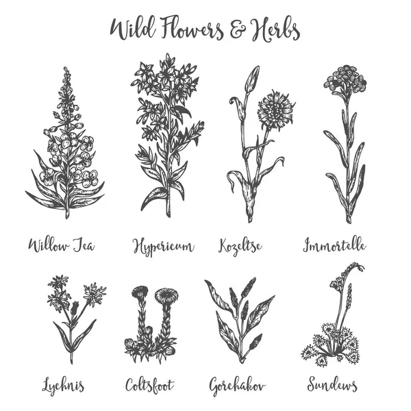 Hierbas y flores silvestres. Conjunto de dibujo vectorial. Plantas y hojas aisladas del prado. Flor vintage. Ilustración floral en estilo grabado Bosquejo botánico — Archivo Imágenes Vectoriales