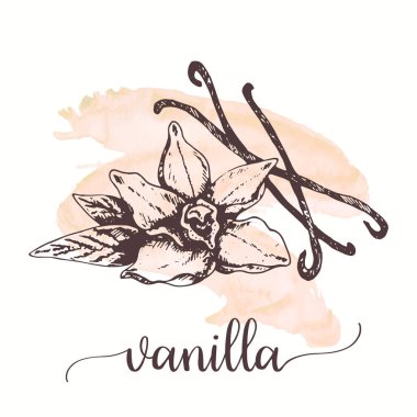 Vanilya kroki üzerine suluboya boya. Elle çizilmiş mürekkep resmi vanilya çiçek ve sopa. Etiketler, kartları, ambalaj, promo için vektör tasarımı