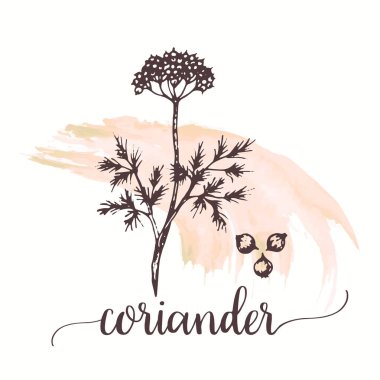 Kişniş vektör elle çizilmiş çizim suluboya boya. Elle çizilmiş mürekkep kroki hakketmek stil Salantro baharat