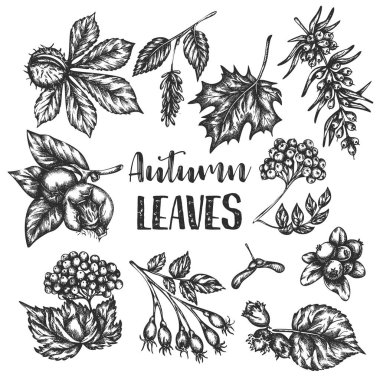 Sonbahar yaprakları elle çizilmiş illüstrasyon vektör. Çilek, yaprak ve kestane oyulmuş tarzı el çizilen mürekkep kroki