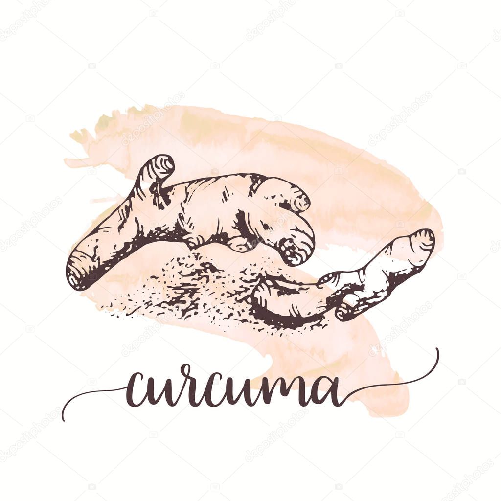 Curcuma sketch on watercolor paint. Hand drawn ink illustration of spice. Vector design for tags, cards, packaging, promo design