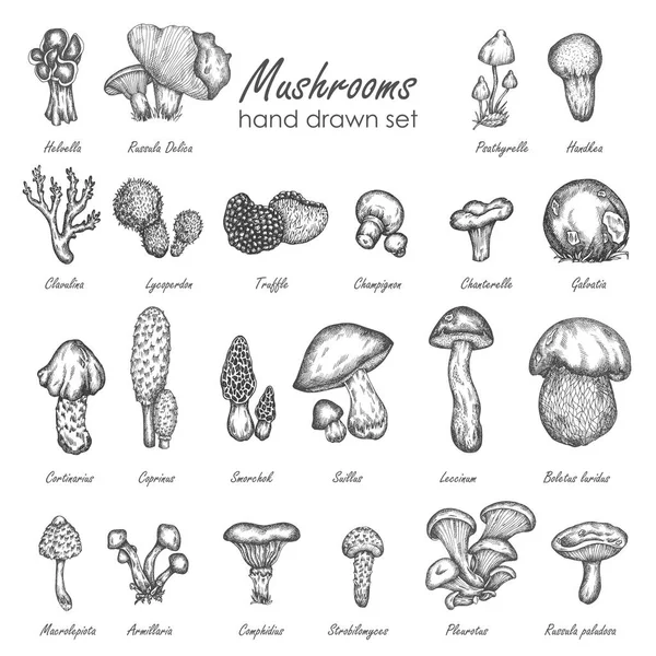 Paddestoel hand getrokken schets vectorillustratie. Paddestoelen vector stel truffel, Cantharel, champignon, enokitake Vintage voedsel collectie — Stockvector