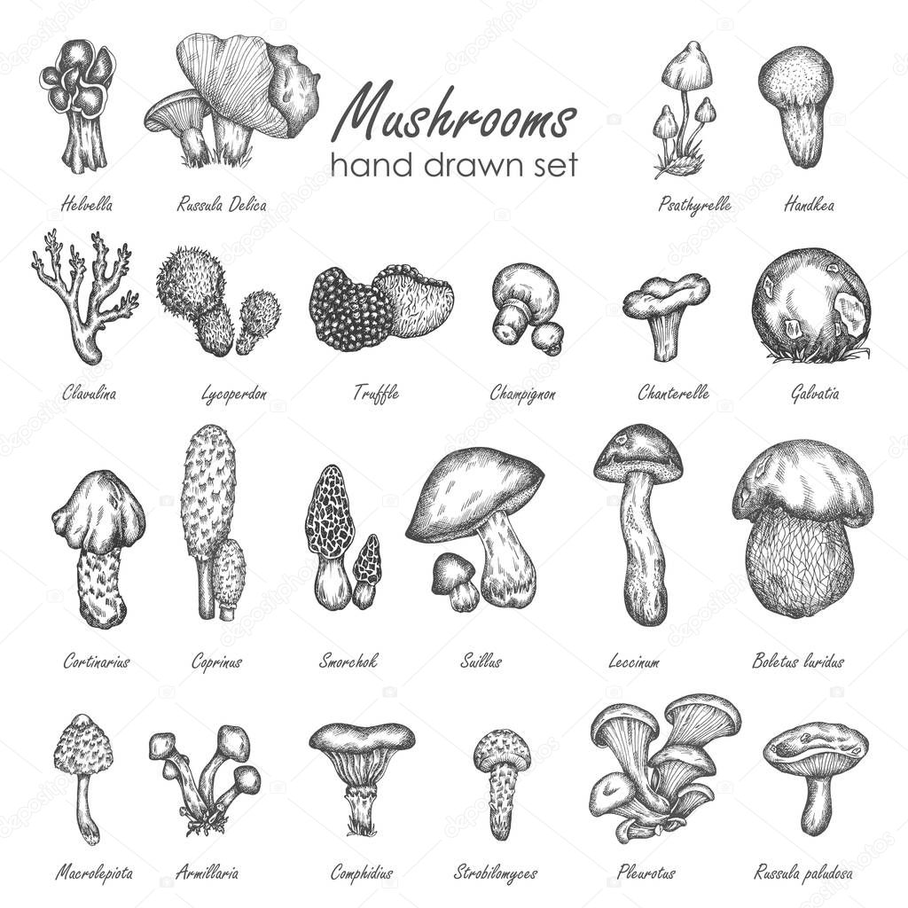 Mushroom hand drawn sketch vector illustration. Mushrooms vector set truffle, chanterelle, champignon, enokitake Vintage food collection