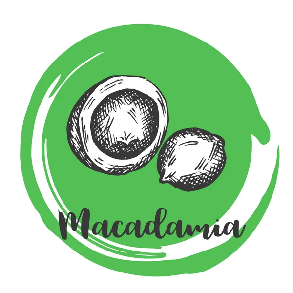 Macadamia nut Vintage el fındık vektör çizim Retro tasarımı çizimi — Stok Vektör
