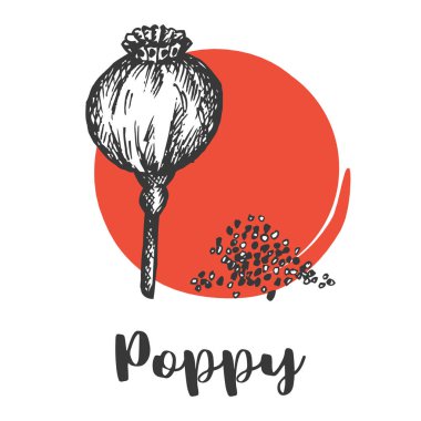 Tohumlar ve fındık ayarlayın. Vintage el haşhaş tohumu vektör çizim vahşi çiçek çizimi