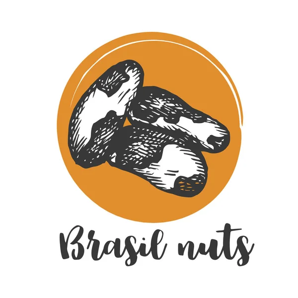 Brezilya fıstığı Vintage el çizim brezilya fıstığı Vektör illüstrasyon — Stok Vektör