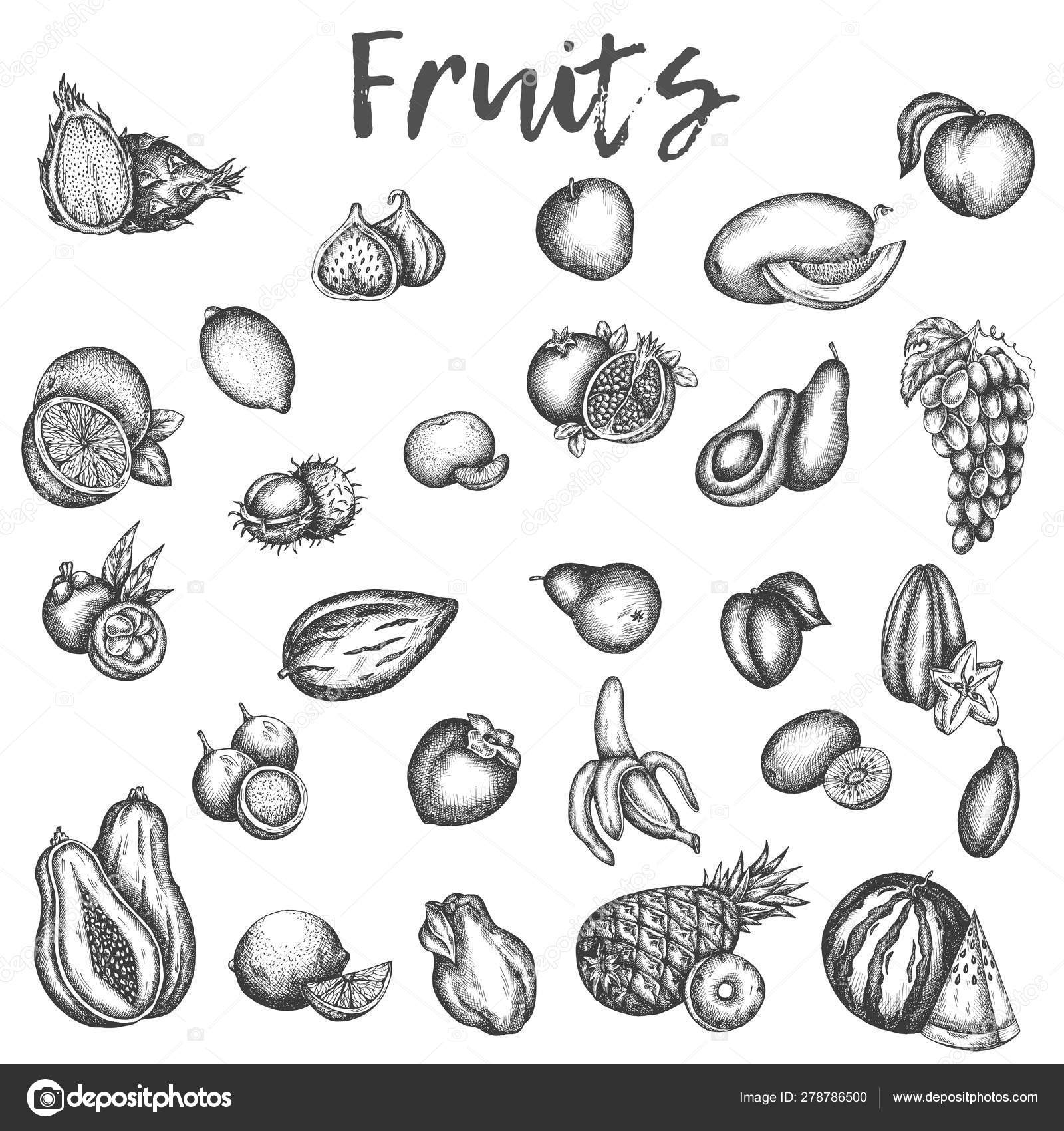 Isolated Sketches Of Fruits Apple And Melon Avocado And Kiwi Sketch Of Vinage Vector Icons Of Plum Peach And Mango Hand Drawn Fruit Stock Vector Royalty Free Vector Image By C Kamimi 278786500