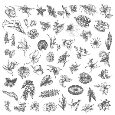 Tropikal çiçekler ve palmiye tropic hawaii çiçek Sketch bırakır. El çizilmiş çiçek seti izole. Yaz bitkileri