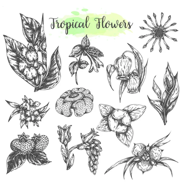 Flores tropicais e folhas isoladas mão elementos desenhados. Conjunto botânico. Coleção floral Ilustração vetorial Estilo vintage —  Vetores de Stock