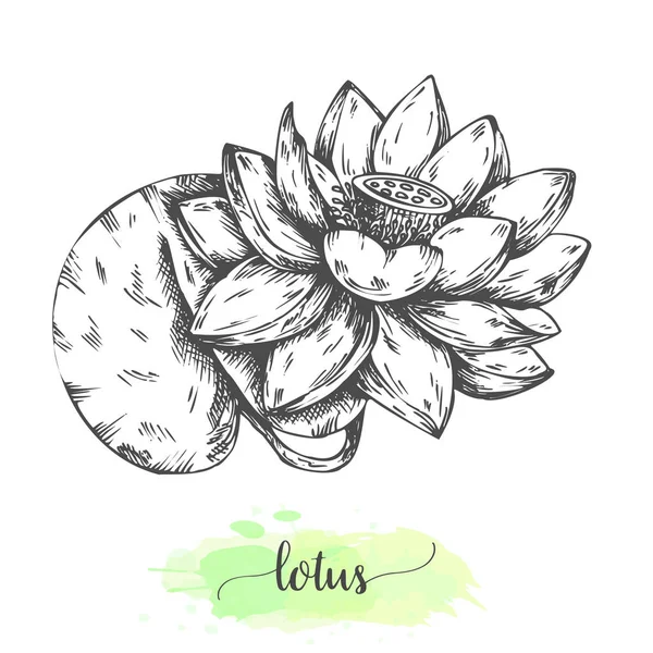 手描きの蓮の花。白に隔離された咲くスライリと花の背景。ヴィンテージスタイルのベクトルイラスト。熱帯の花のスケッチ アウトライン スイリー — ストックベクタ