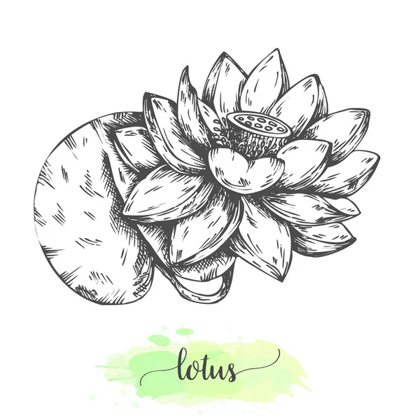 Flores de lótus desenhadas à mão. Fundo floral com nenúfares floridos isolados sobre branco. Ilustração vetorial em estilo vintage. Esboço de flor tropical Esboço waterlily — Vetor de Stock