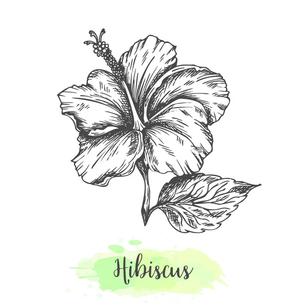 Kézzel rajzolt hibiszkusz virágok. Virágos háttérrel izolált fehér. Vektor illusztráció Vintage stílusban vázlat a trópusi virág vázlat tervezés bissap gyógynövény tea Karkade ital Vektor Grafikák