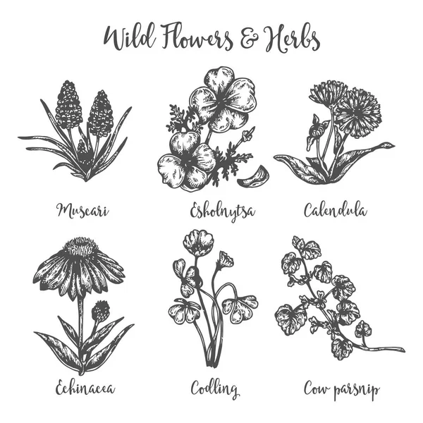 Herb tıbbi yaban havucu, muscari, calendula ve ekinezya. Yabani çiçeklerin çiziminde el çizilir. Etiketler ve ambalajlar için vektör illüstrasyon Tasarımı. Oyulmuş botanik çizim — Stok Vektör