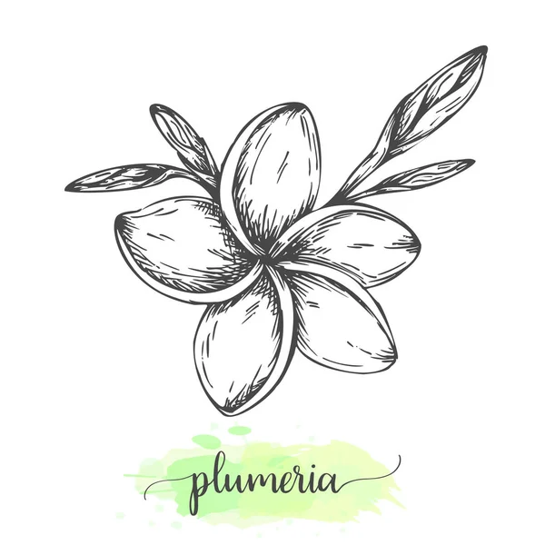 Kézzel rajzolt Plumeria virágok. Virágos háttérrel izolált fehér. Vektor illusztráció Vintage stílusban vázlatos trópusi virág Outline botanikai tervezés Vektor Grafikák