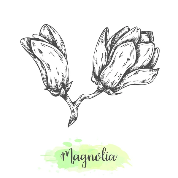 手描きマグノリアフラワースケッチ。白に隔離された東洋の木を咲かせる花の背景。ヴィンテージスタイルのベクトルイラスト。熱帯の花アウトライン植物デザイン — ストックベクタ