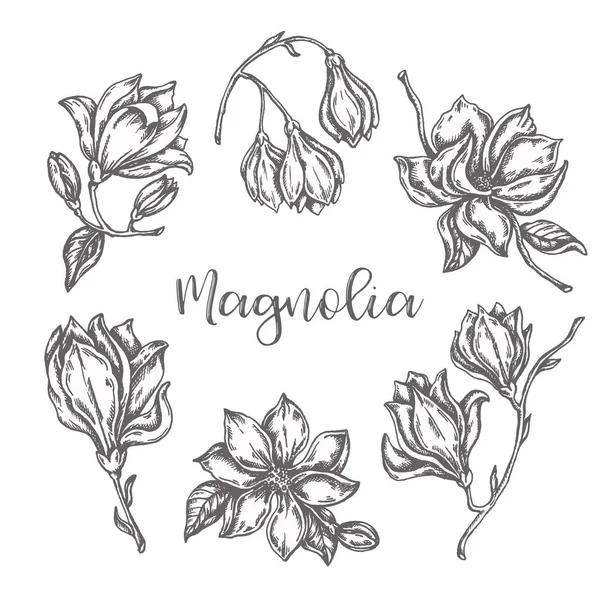 Magnolia fleurs dessin Encre dessinée à la main esquisse florale illustation vectorielle avec fleur isolée sur blanc — Image vectorielle