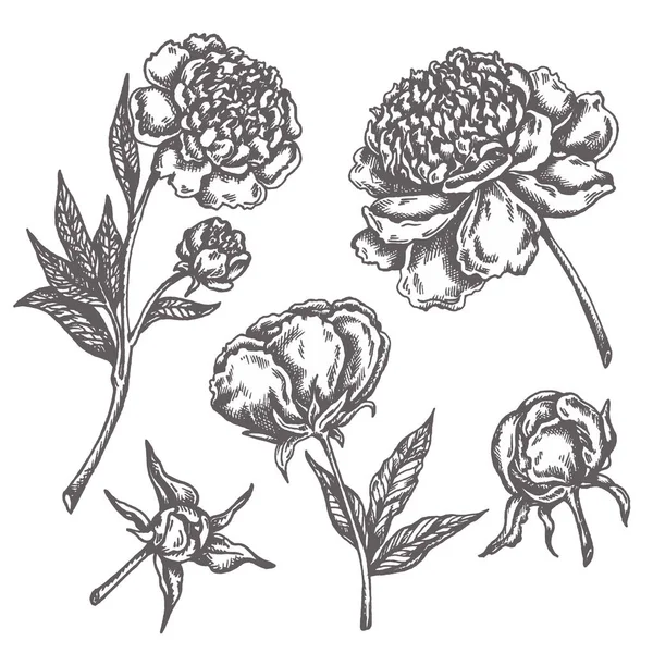 Peony bloem tekening schets Floral plantkunde collectie hand getekende bloemen geïsoleerd op witte achtergrond vector illustratie — Stockvector