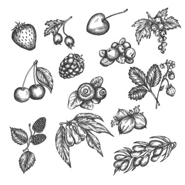 Berry el vektör seti çizilmiş. Meyve Lerin Krokisi Vektör illüstrasyon. Çilek gravür Gooseberry, ahududu, çilek, böğürtlen ve kiraz vintage tarzı Tasarım menü için, çiftlik pazarı posteri