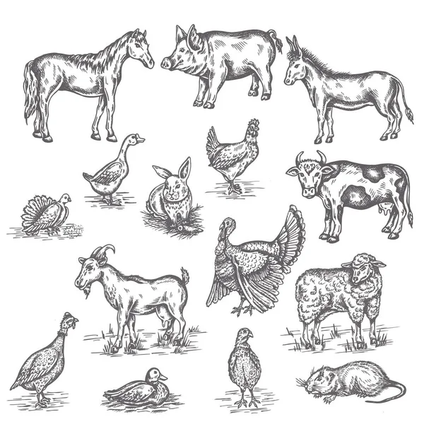 Háziállatok illusztráció Kézzel rajzolt készlet évjárat vázlatok tehén, kecske, szamár és kacsa izolált fehér Stock Illusztrációk