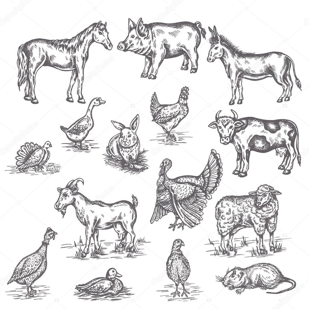 Farm animals illustration Hand drawn set intage sketches of cow, goat, donkey and duck