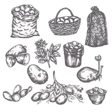 El çizimi patates sebzesi. Olgun patateslerin klasik çizimi Çiftlik ikonları koleksiyonu
