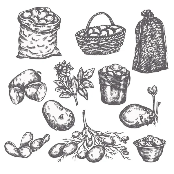 손으로 그린 감자 채소. 잘 익은 감자 농장 아이콘 수집의 빈티지 삽화 — 스톡 벡터