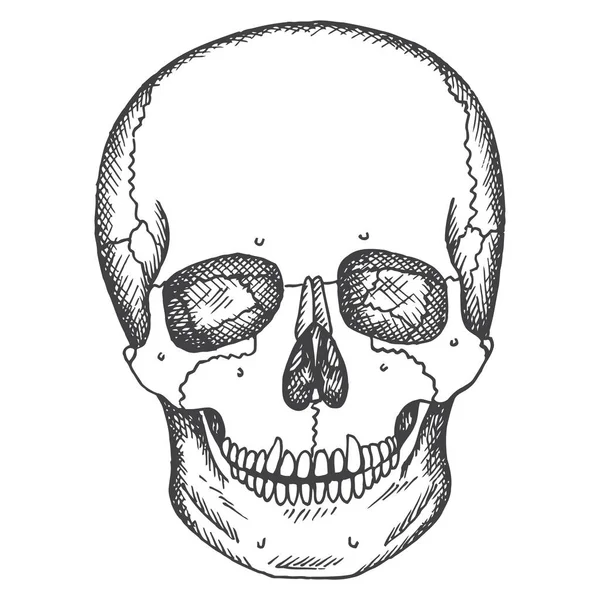 Mänsklig skalle. Vektorskiss isolerad illustration. Medicinska handritade bilder. — Stock vektor
