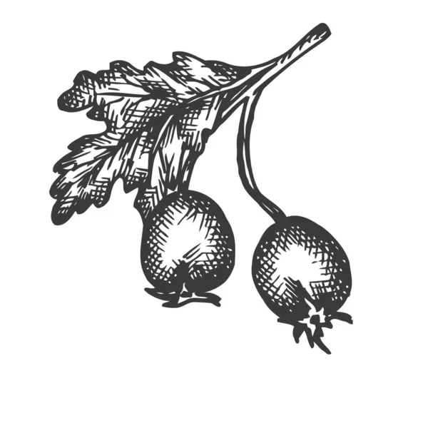 Rose hip hand drawn vector. Sketch of dog-rose Vector illustration. Berry in vintage style Design for menu, farm market poster — Stock Vector