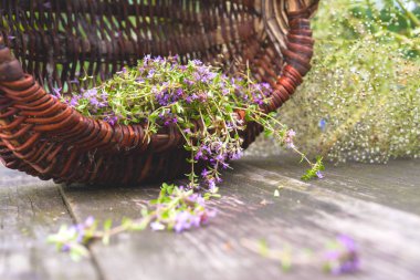 Alternatif ilaç. Kekik ve tıbbi ampuller. Gerekli yağlar