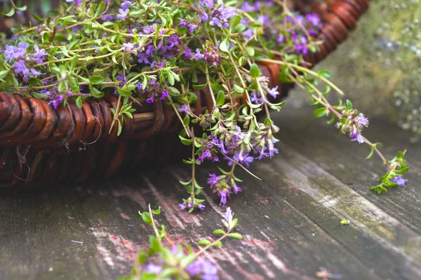 Alternatif ilaç. Kekik ve tıbbi ampuller. Gerekli yağlar