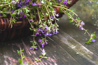 Alternatif tıp. Ahşap kırsal bir zeminde kekik. Temel yağlar ve bitkisel takviyeler.