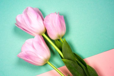 Pembe lale thebright renkli arka plan üzerinde. Düz yatıyordu, en iyi görünüm. Sevgililer arka plan. Yatay, kopya alanı metin için