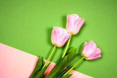 Pembe lale thebright renkli arka plan üzerinde. Düz yatıyordu, en iyi görünüm. Sevgililer arka plan. Yatay, kopya alanı metin için