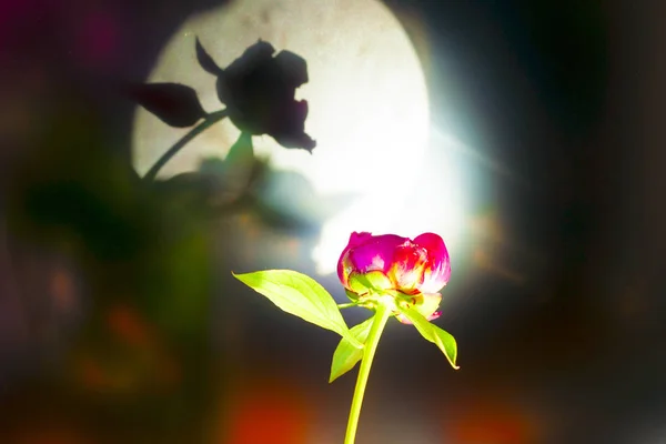 Schöne Blumen, Pfingstrosen. Nahaufnahme der schönen rosa Pfingstrose Blume. — Stockfoto