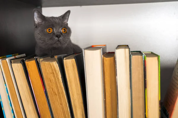 Açık renkli kitapları ile şirin l kedi rafta. kedi eski kitap okumak.