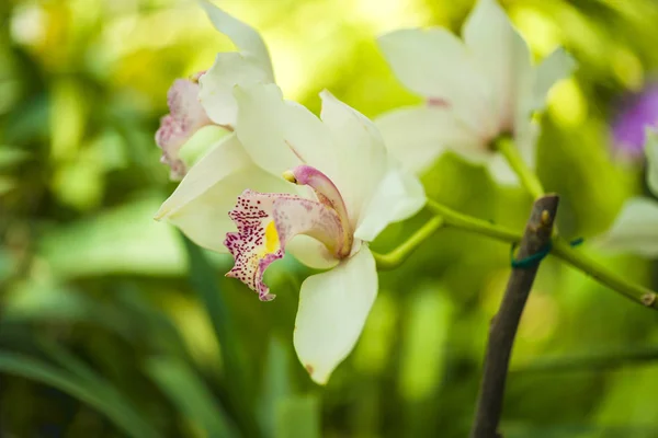 Orchid flower and green leaves background with sunlight in garden.