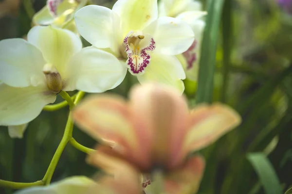 Fleur d'orchidée et fond de feuilles vertes avec lumière du soleil dans le jardin . — Photo