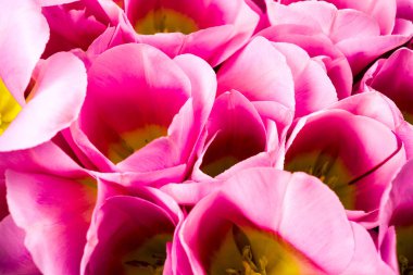 bahar çiçekleri banner - Pembe Lale çiçek demet.