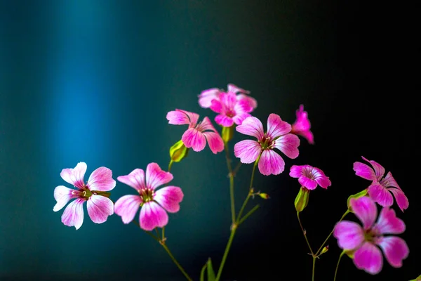 Daisy flower against blue sky, Shallow Dof. flores de primavera — Fotografia de Stock