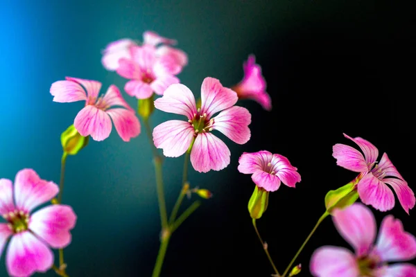 Daisy flower against blue sky, Shallow Dof. flores de primavera — Fotografia de Stock