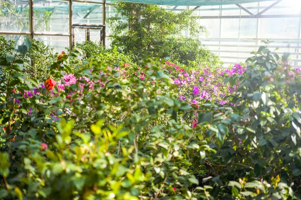 Molte Rose in una serra. Produzione e coltivazione fiori — Foto Stock