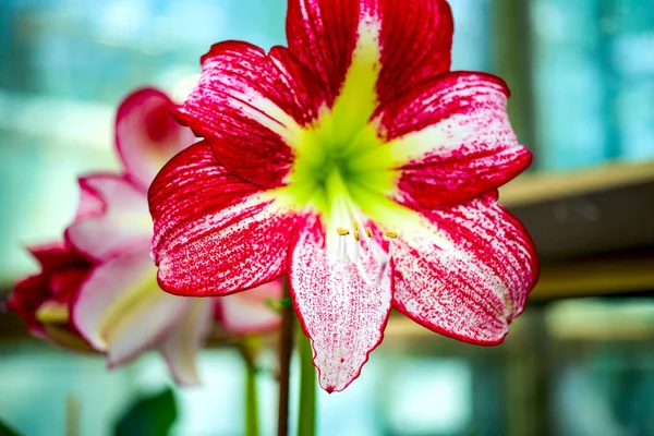 Orchid flower and green leaves background with sunlight in garden.