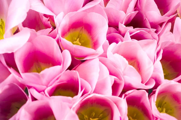 spring flowers banner - bunch of pink tulip flowers.