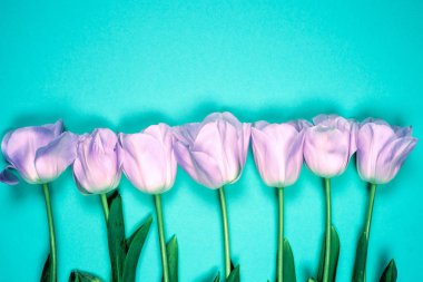 Bahar çiçekleri afişi - bir demet pembe lale çiçekleri parlak renkli arka plan.