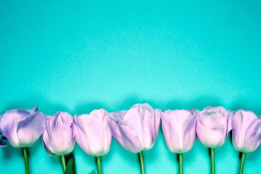 Bahar çiçekleri afişi - bir demet pembe lale çiçekleri parlak renkli arka plan.