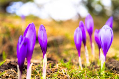 Çiğdem parlak renkli arka plan üzerinde. bahar çiçekleri.